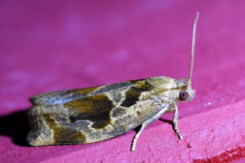 Réf. 323 762 : Archips crataegana
